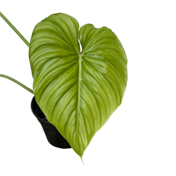 Philodendron Pastazanum ‘CF’ | Rare Collector Aroid Indoor Plant - Image 4