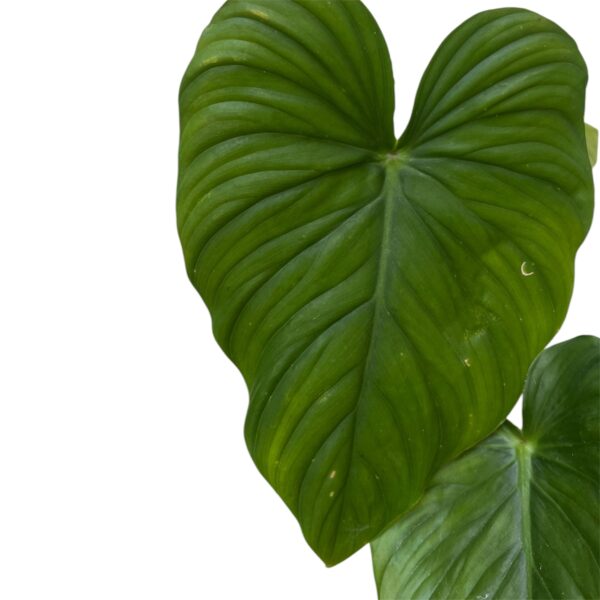Philodendron Pastazanum ‘CF’ | Rare Collector Aroid Indoor Plant - Image 3