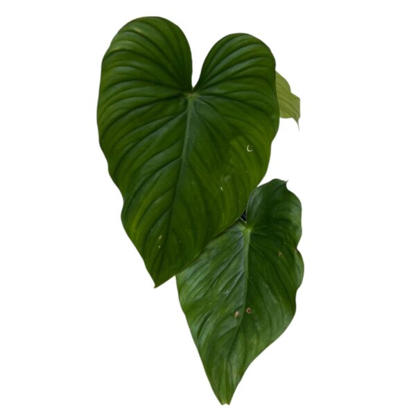 Philodendron Pastazanum ‘CF’ | Rare Collector Aroid Indoor Plant - Image 2