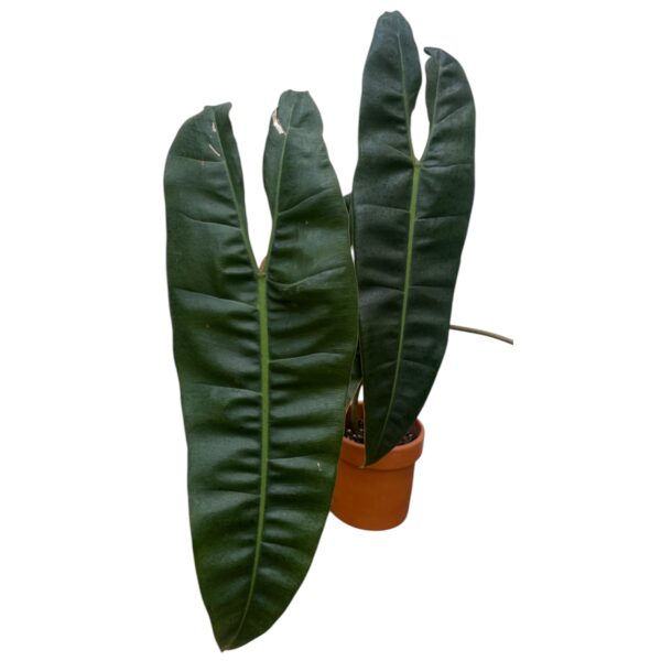 Philodendron Billietiae Large – Rare Orange Stem Climbing Indoor Plant - Image 2