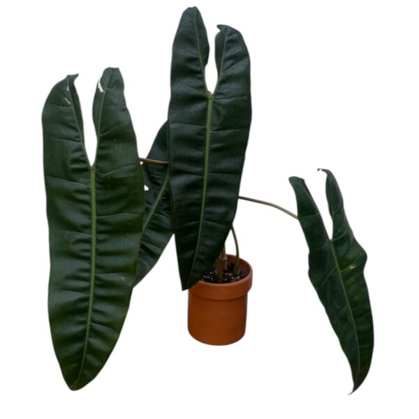 Philodendron Billietiae Large – Rare Orange Stem Climbing Indoor Plant - Image 4