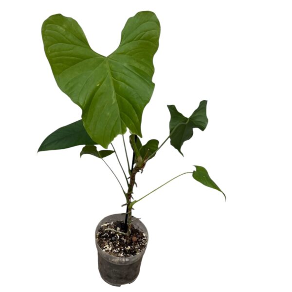 Anthurium Balaoanum – Rare Elongated Leaf Collector Aroid - Image 3