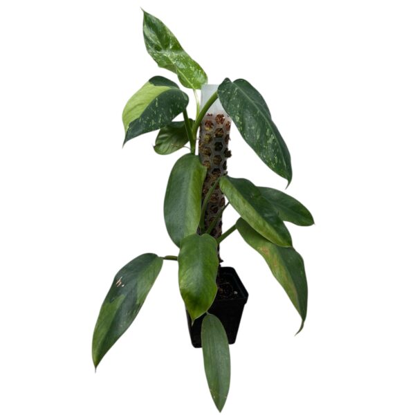 Philodendron ‘Jose Buono’ – Large Variegated Collector Indoor Plant - Image 7