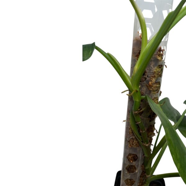 Philodendron ‘Jose Buono’ – Large Variegated Collector Indoor Plant - Image 6