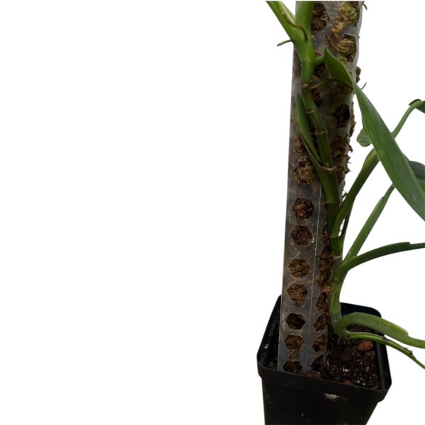 Philodendron ‘Jose Buono’ – Large Variegated Collector Indoor Plant - Image 5