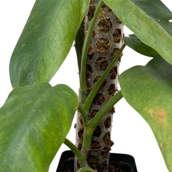 Philodendron ‘Jose Buono’ – Large Variegated Collector Indoor Plant - Image 4