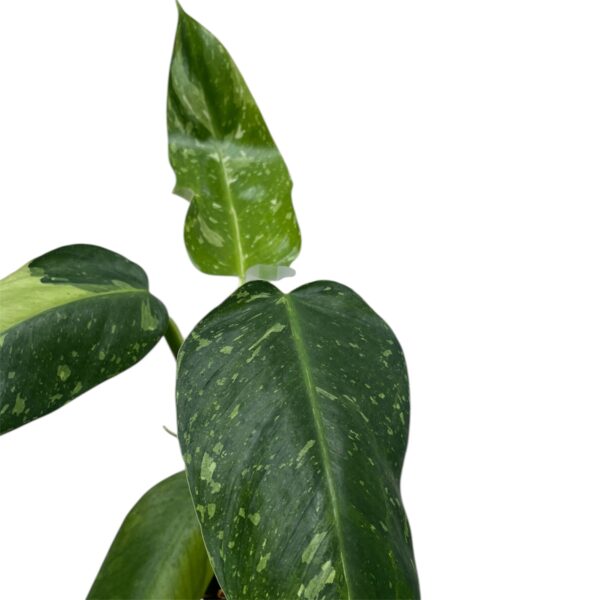 Philodendron ‘Jose Buono’ – Large Variegated Collector Indoor Plant - Image 3