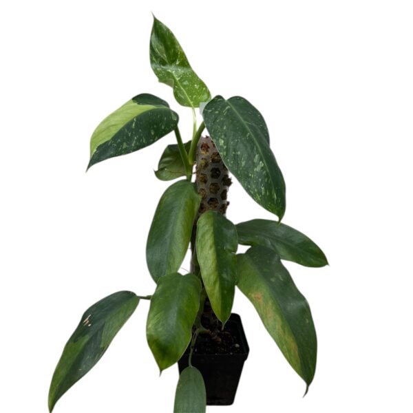 Philodendron ‘Jose Buono’ – Large Variegated Collector Indoor Plant - Image 2