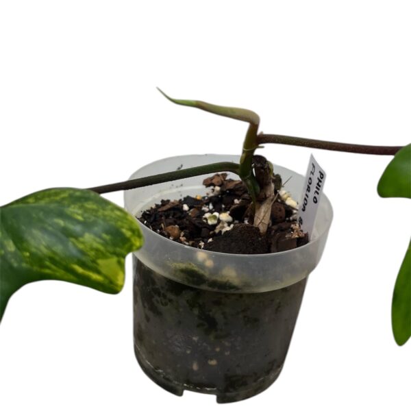 Philodendron ‘Florida Beauty’ – Variegated Climbing Indoor Plant - Image 3
