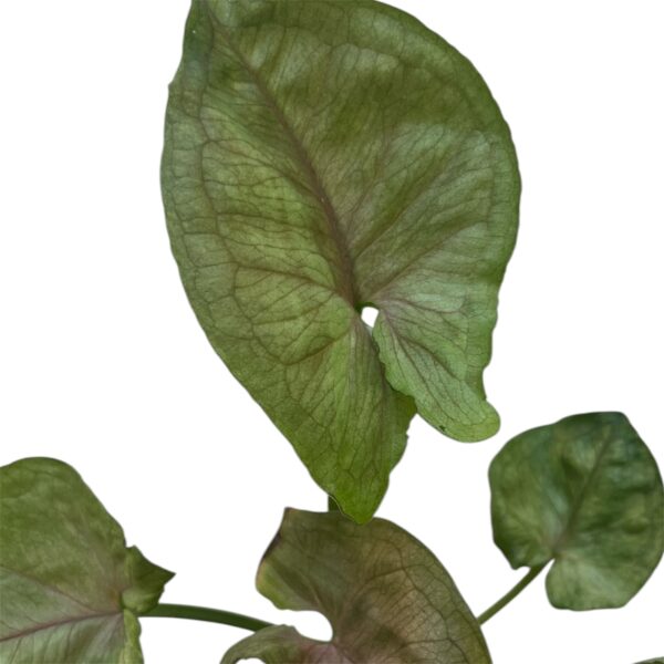 Syngonium ‘Roxanne’ – Pink Arrowhead Indoor Plant - Image 2