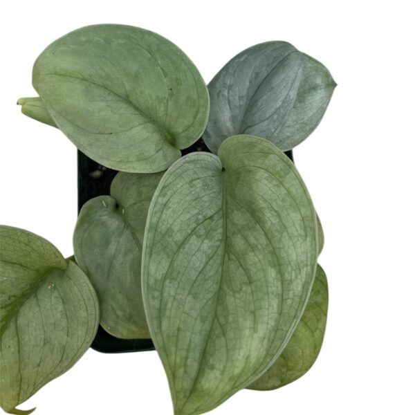 Scindapsus Platinum – Silver Foliage Trailing Indoor Plant - Image 3