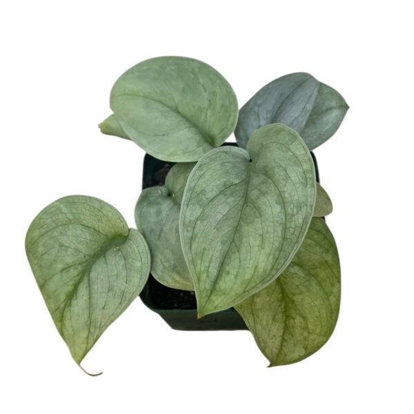 Scindapsus Platinum – Silver Foliage Trailing Indoor Plant - Image 2