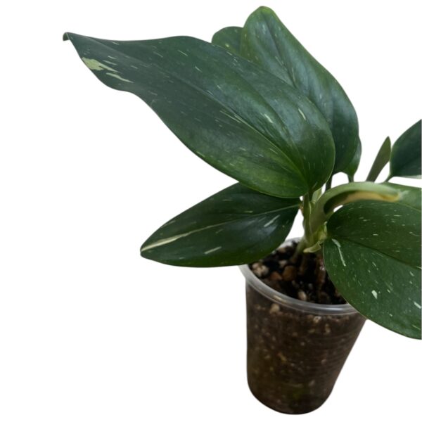 Monstera Standleyana – Variegated Climbing Indoor Plant - Image 4