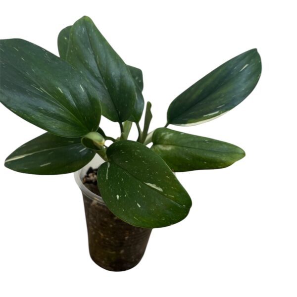 Monstera Standleyana – Variegated Climbing Indoor Plant - Image 5