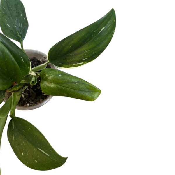 Monstera Standleyana – Variegated Climbing Indoor Plant - Image 7