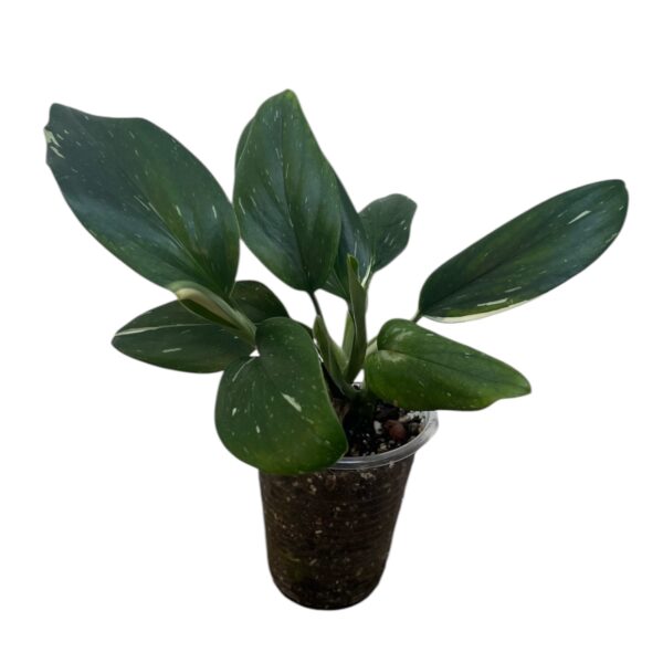 Monstera Standleyana – Variegated Climbing Indoor Plant - Image 8