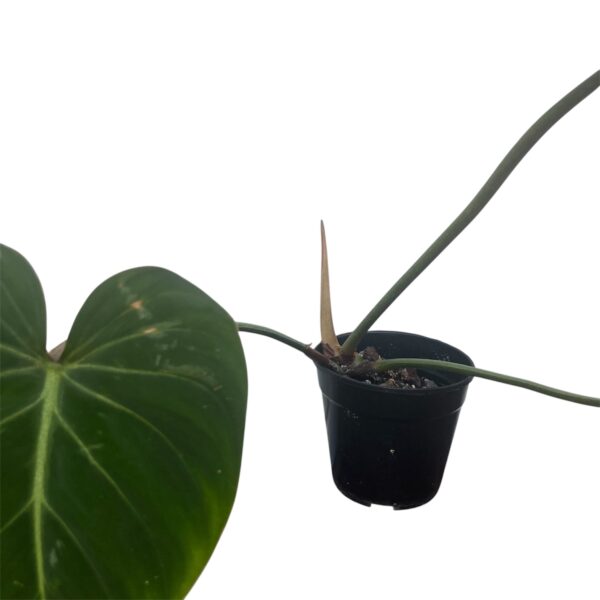 Philodendron Gloriosum - Velvet Heartleaf Indoor Plant - Image 3