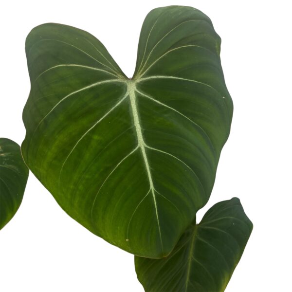 Philodendron Gloriosum - Velvet Heartleaf Indoor Plant - Image 2