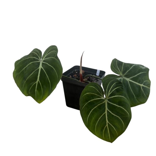Philodendron Gloriosum ‘Silver Vein / Zebra’ - Rare Collector Aroid - Image 4