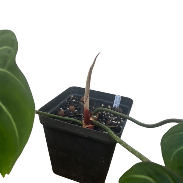 Philodendron Gloriosum ‘Silver Vein / Zebra’ - Rare Collector Aroid - Image 3