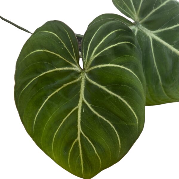 Philodendron Gloriosum ‘Silver Vein / Zebra’ - Rare Collector Aroid - Image 2