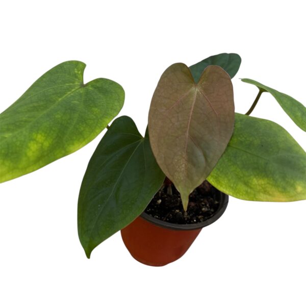 Anthurium Hoffmannii x - Red Crystal x FC Hybrid - Image 6