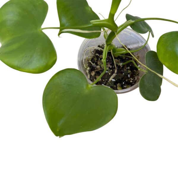 Philodendron Grazielae - Compact Climbing Aroid - Image 5