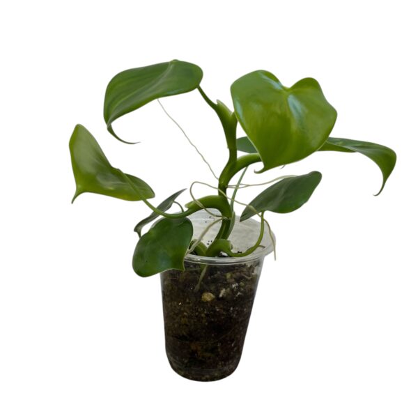 Philodendron Grazielae - Compact Climbing Aroid - Image 4