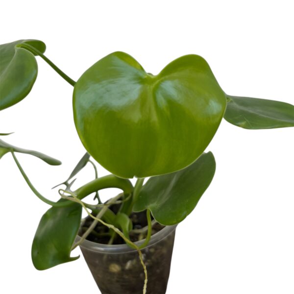 Philodendron Grazielae - Compact Climbing Aroid - Image 3
