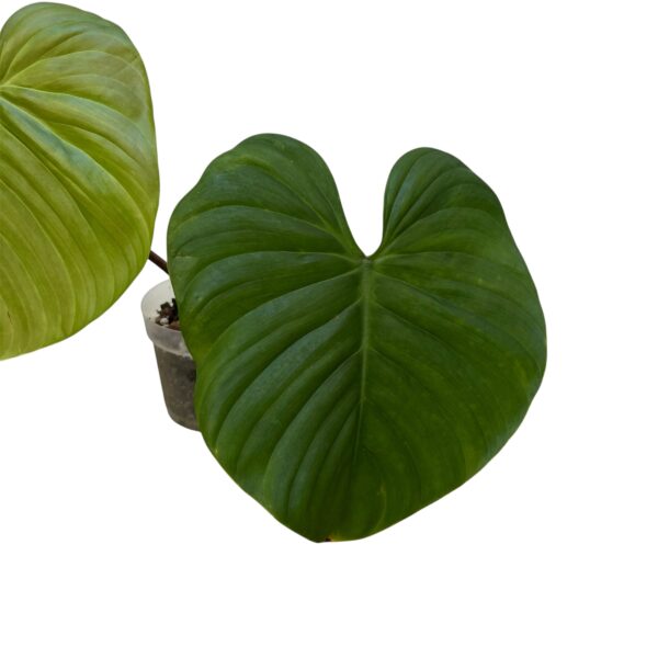 Philodendron Nangaritense - Rare Climbing Aroid - Image 2