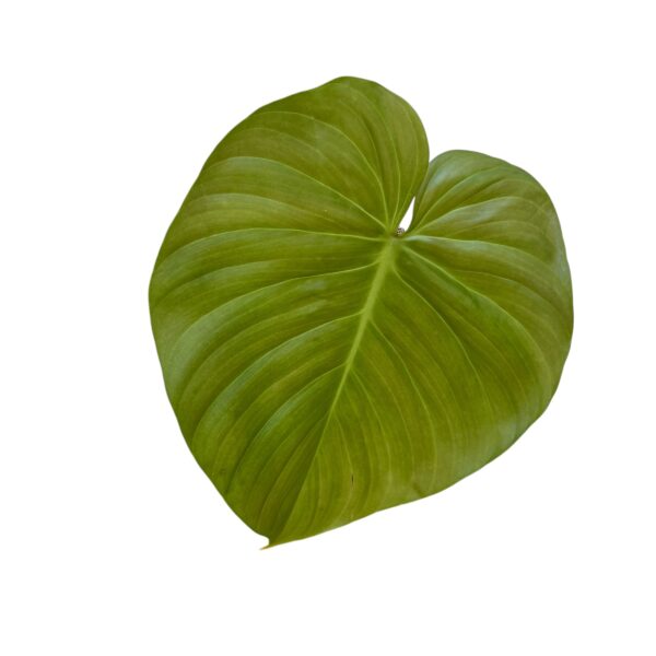 Philodendron Nangaritense - Rare Climbing Aroid - Image 3