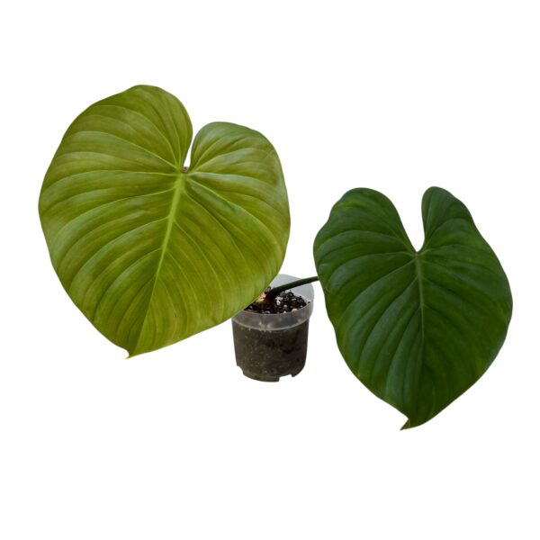 Philodendron Nangaritense - Rare Climbing Aroid - Image 4