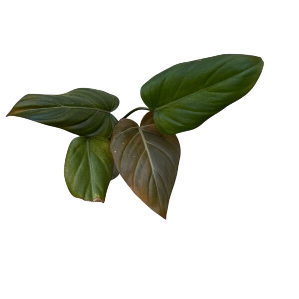 Philodendron ‘Summer Glory’ - Hybrid Tropical Statement Plant - Image 3