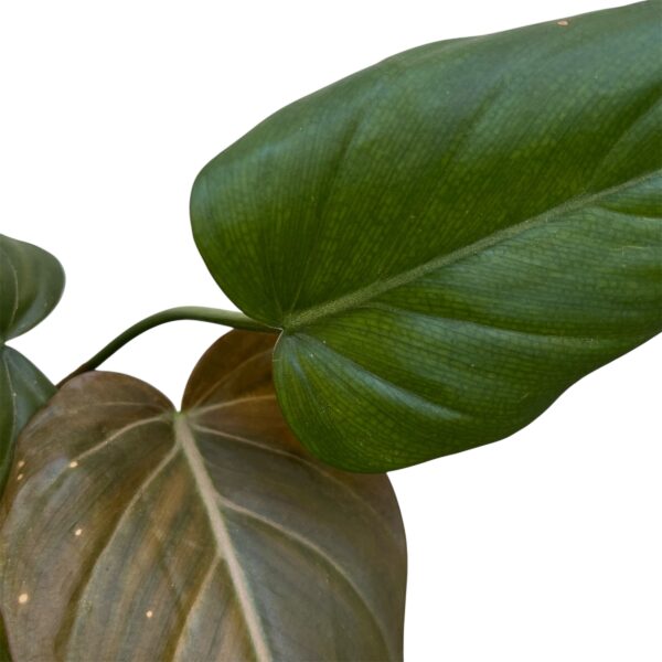 Philodendron ‘Summer Glory’ - Hybrid Tropical Statement Plant - Image 2