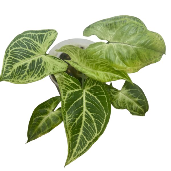 Syngonium podophyllum ‘Batik’ – Silver Veined Arrowhead Plant - Image 2