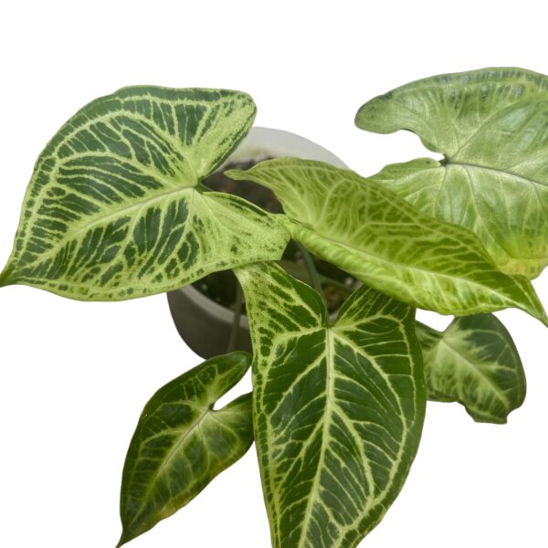 Syngonium podophyllum ‘Batik’ – Silver Veined Arrowhead Plant - Image 3