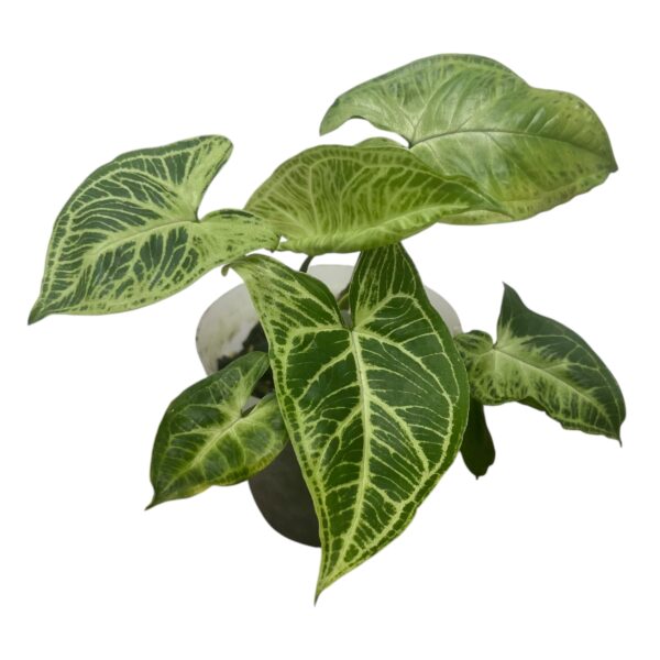 Syngonium podophyllum ‘Batik’ – Silver Veined Arrowhead Plant - Image 4