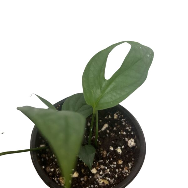 Amydrium Medium Silver - Rare Fenestrated Aroid - Image 3