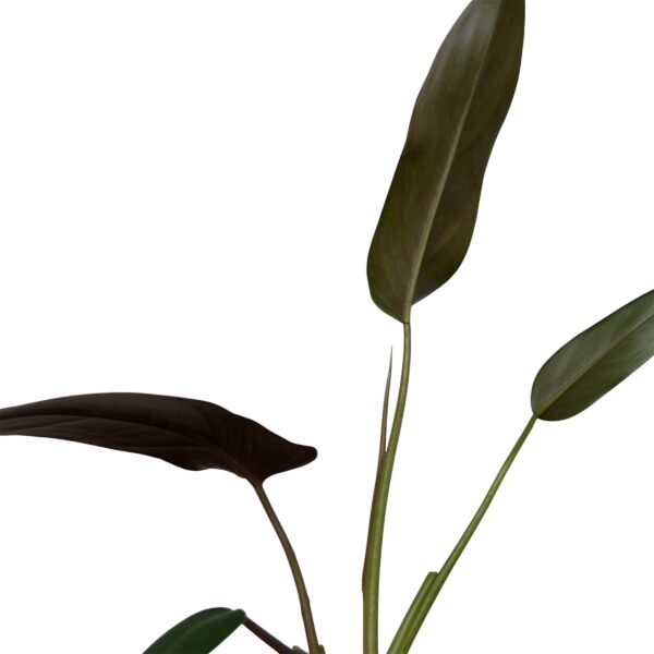 Philodendron Mexicanum | Rare Climbing Aroid Indoor Plant - Image 4