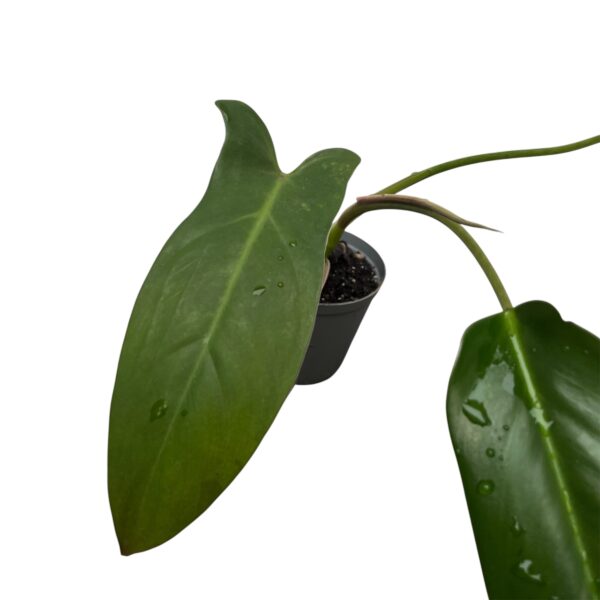 Philodendron Mexicanum | Rare Climbing Aroid Indoor Plant - Image 2