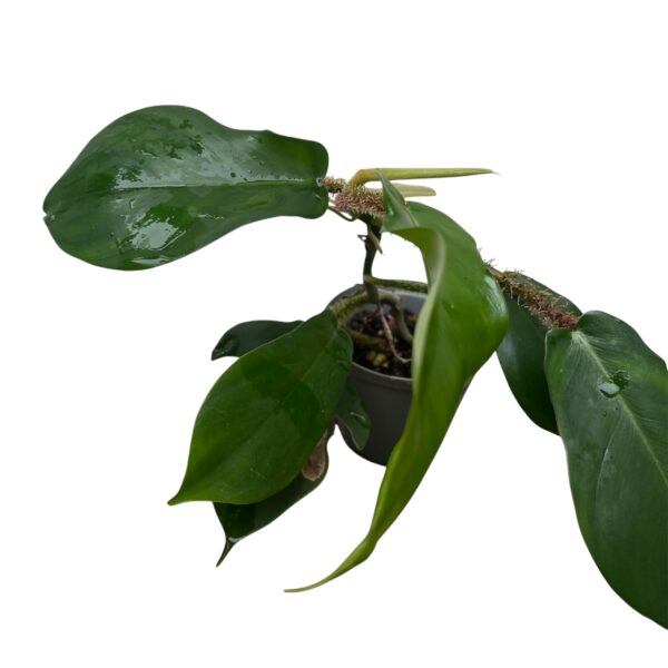 Philodendron Squamiferum | Hairy Stem Climbing Aroid Indoor Plant - Image 6