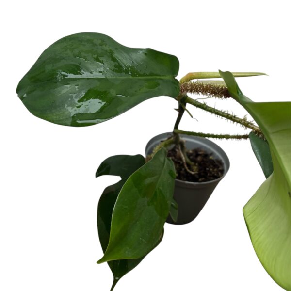 Philodendron Squamiferum | Hairy Stem Climbing Aroid Indoor Plant - Image 5