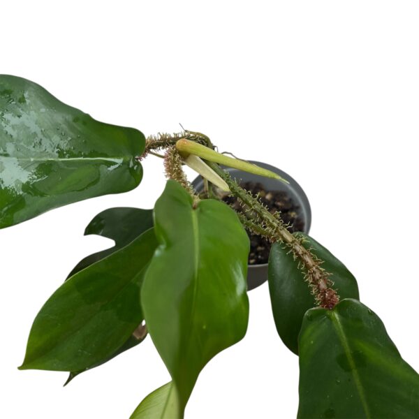 Philodendron Squamiferum | Hairy Stem Climbing Aroid Indoor Plant - Image 4