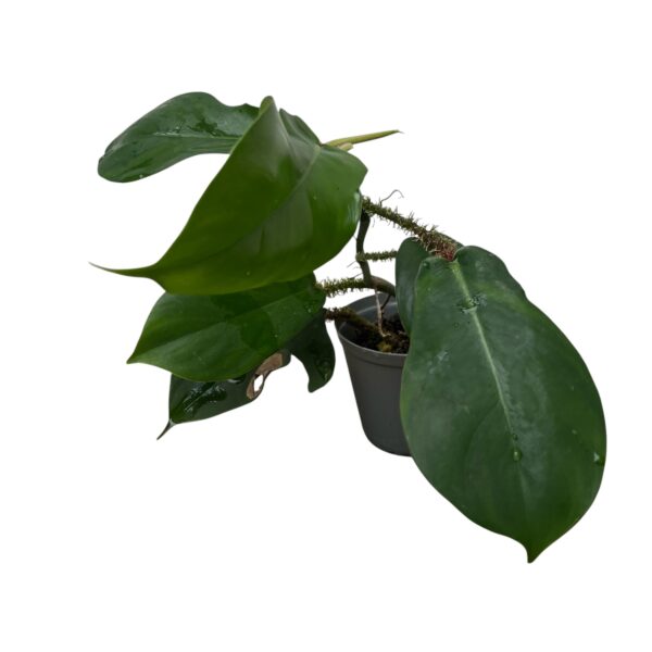 Philodendron Squamiferum | Hairy Stem Climbing Aroid Indoor Plant - Image 3