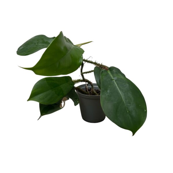 Philodendron Squamiferum | Hairy Stem Climbing Aroid Indoor Plant - Image 2