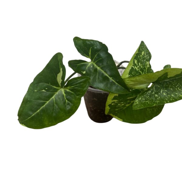 Syngonium ‘Panda Galaxy’ | Rare Variegated Arrowhead Indoor Plant - Image 4