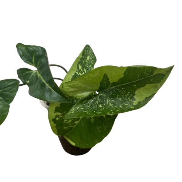 Syngonium ‘Panda Galaxy’ | Rare Variegated Arrowhead Indoor Plant - Image 3