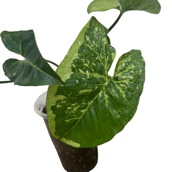 Syngonium ‘Panda Galaxy’ | Rare Variegated Arrowhead Indoor Plant - Image 2