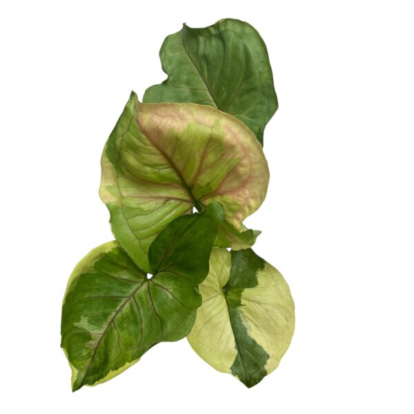 Syngonium ‘Orm Thong’ | Rare Variegated Arrowhead Indoor Plant - Image 5