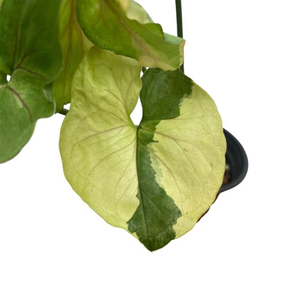 Syngonium ‘Orm Thong’ | Rare Variegated Arrowhead Indoor Plant - Image 4